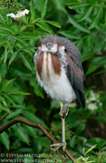 WADERS